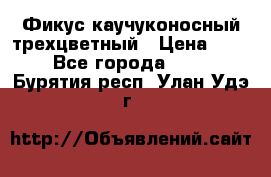 Фикус каучуконосный трехцветный › Цена ­ 500 - Все города  »    . Бурятия респ.,Улан-Удэ г.